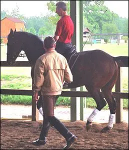 Quels sont les points communs entre l' homme et le cheval ?