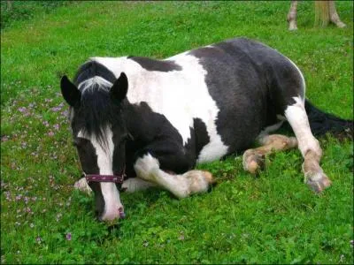 Lorrsqu'il a les oreilles pointes vers l'avant et la nuque place d'un faon naturelle, c'est qu'il est ...