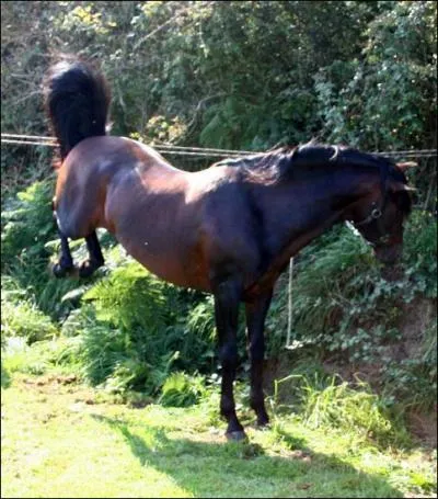 Quel est le meilleur moyen de dfense du cheval ?