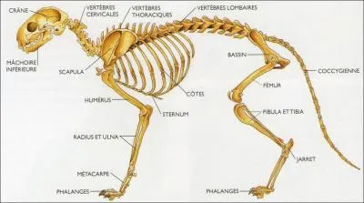 A qui appartient ce squelette ?
