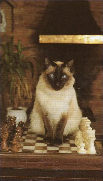 Sur quel jeu ce chat est-il assis ?