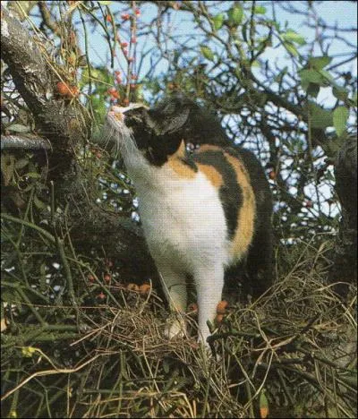 A quelle race appartient ce chat ?