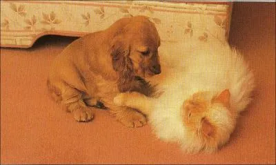 Que font ce chat et ce chien ?