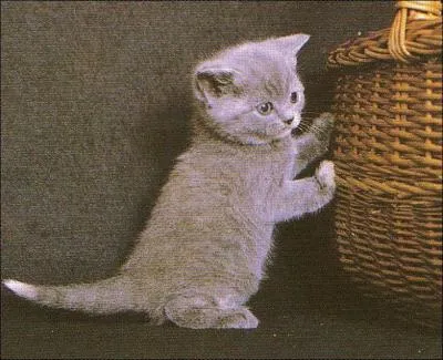 Quel est cet animal ?