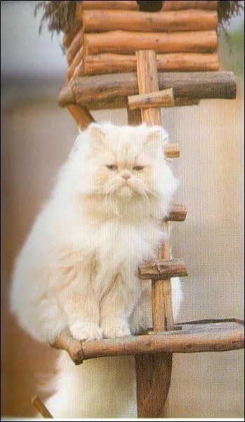 De quelle race est ce chat ?