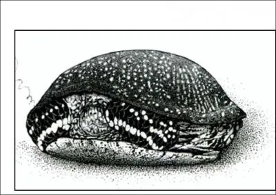 Comment se nomme cette priode de repos ?