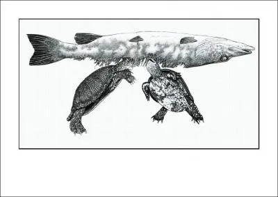 Qu'elle est donc cette tape ?