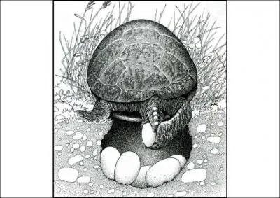 Quelle est cette phase fondamentale pour sa survie ?