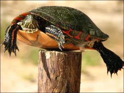 Quel est le nom de l'espce exotique qui reprsente une menace pour la Cistude ?