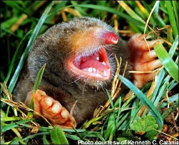 Quel est cet animal ?