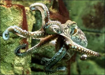 Quel est cet animal ?