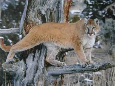 Quel est cet animal ?