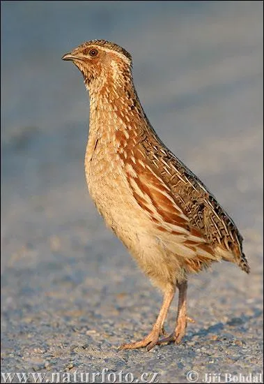 Quel est cet animal ?