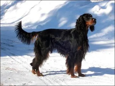 Quel est cet animal ?