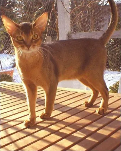 Quel est cet animal ?