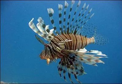 Quel est cet animal ?