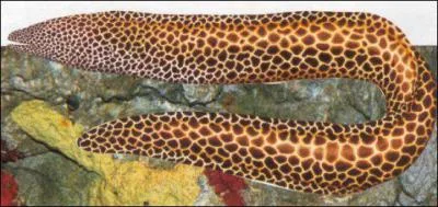 Quel est cet animal ?