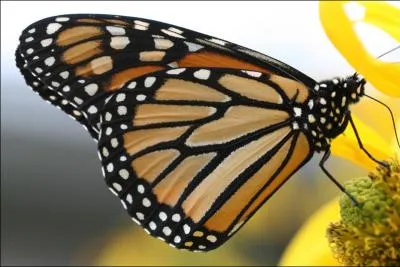 Quel est cet animal ?