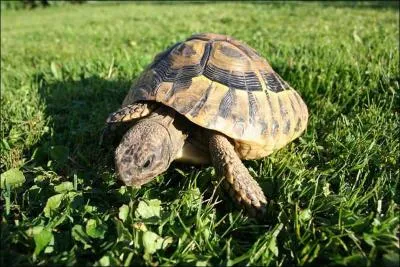 Quel est cet animal ?