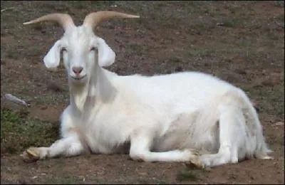 Quel est cet animal ?