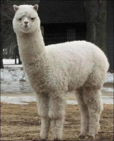 Quel est cet animal ?