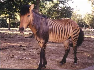 Quel est cet animal ?