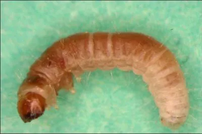 Quel est cet animal ?