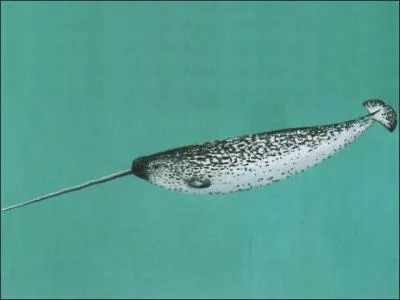 Quel est cet animal ?