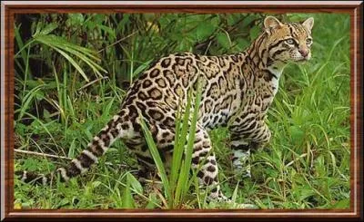 Quel est cet animal ?