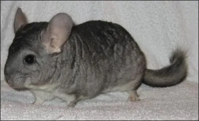 Quel est cet animal ?