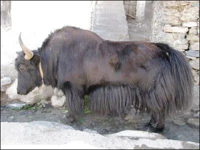 Quel est cet animal ?