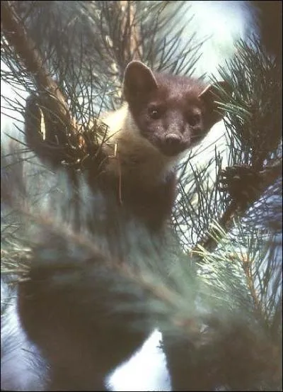 Quel est cet animal ?