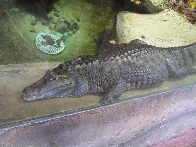 Quel est cet animal ?