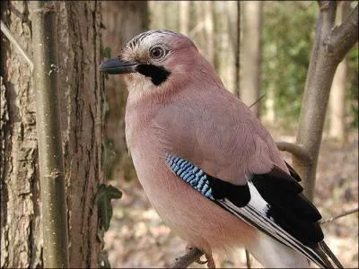 Comment s'appelle cet oiseau ?