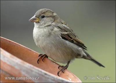 Comment s'appelle cet oiseau ?
