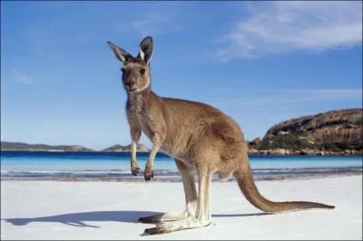 Comment dit-on 'kangourou' en anglais ?