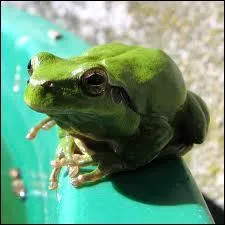 Comment dit-on 'grenouille' en anglais ?