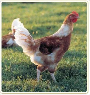 Comment dit-on 'poulet' en anglais ?