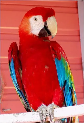 Comment dit-on 'perroquet' en anglais ?