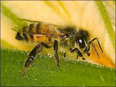 Comment dit-on 'abeille' en anglais ?