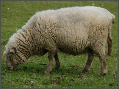 Comment dit-on 'mouton' en anglais ?