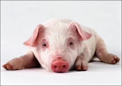 Comment dit-on 'cochon' en anglais ?