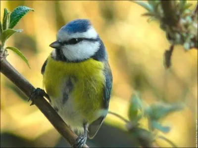 Comment dit-on 'oiseau' en anglais ?