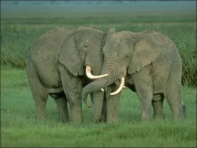 Comment dit-on 'lphant' en anglais ?