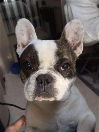 Quelle est cette race de chien ?