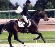 Comment traduit-on 'collected horse' en franais ?