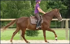 Comment traduit-on 'loose rein' en franais ?