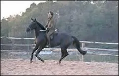 How do you translate 'calmer un cheval' in english ?