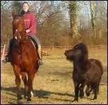 How do you translate 'tre avec le cheval' in english ?