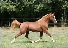 Comment traduit-on 'rising trot' en franais ?